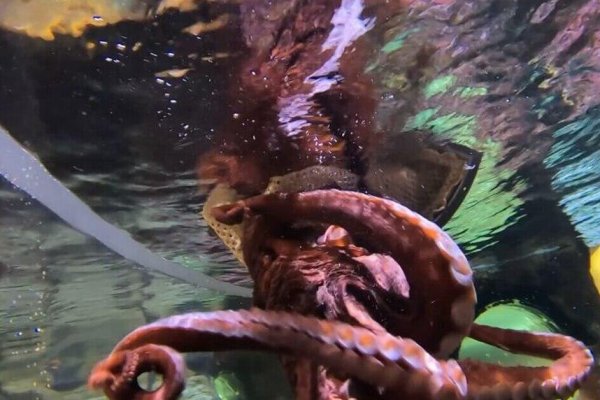 Kraken 14 at