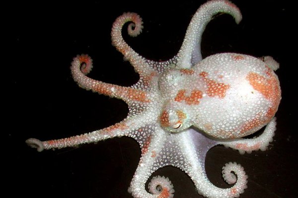 Kraken домен