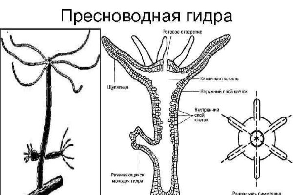 Пользователь не найден при входе на кракен