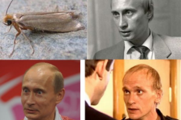 Кракен рабочая ссылка тор