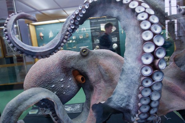 Kraken площадка