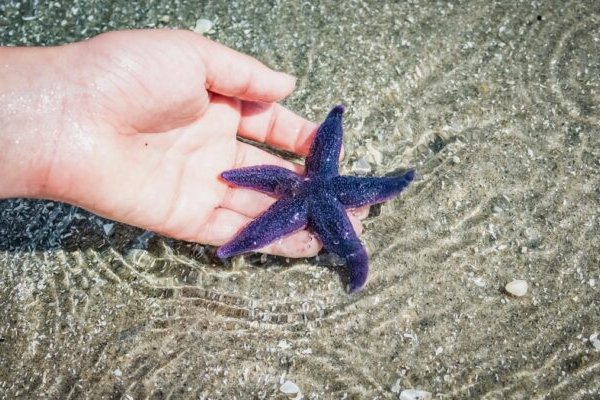 Kraken сайт зеркала